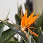 Strelícia kráľovská (Strelitzia Reginae) ´MANDELA´S GOLD´ - výška 20-40 cm, kont. C3L